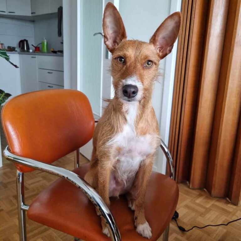 Canideus - Comportementaliste et Educatrice Canin en Positif - Témoignage Tampo et Léa