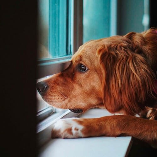 Canideus - Comportementaliste et Educatrice Canin en Positif - Apprentissage de la solitude