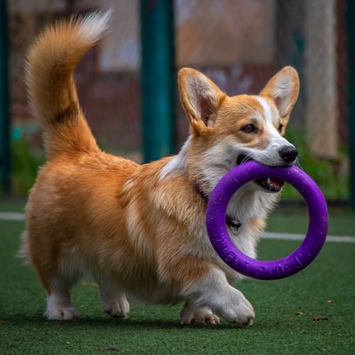 Canideus - Comportementaliste et Educatrice Canin en Positif - Enrichissements mentaux et jeux de flairs