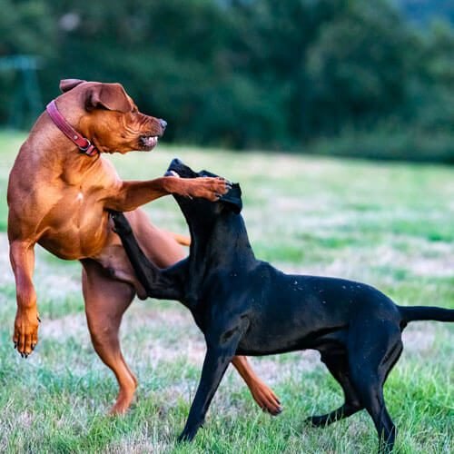 Canideus - Comportementaliste et Educatrice Canin en Positif - Gestion de l'agressivité