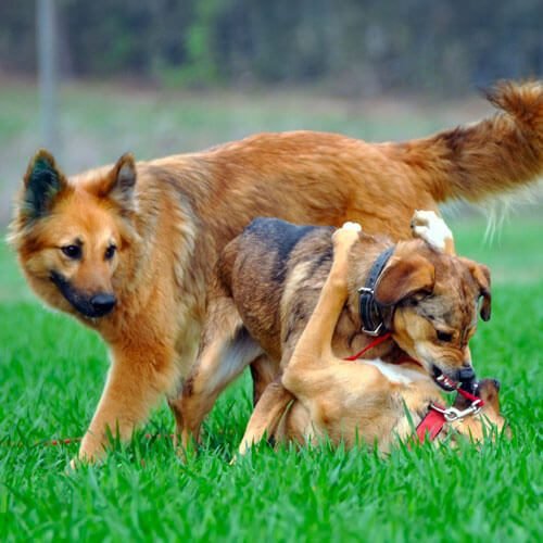 Canideus - Comportementaliste et Educatrice Canin en Positif - Gestion des rencontres