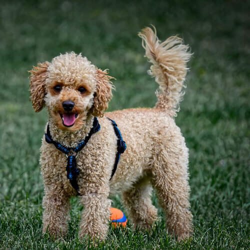 Canideus - Comportementaliste et Educatrice Canin en Positif - Promenade idéale et gestion de la longe