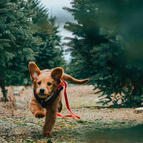 Canideus - Comportementaliste et Educatrice Canin en Positif - Rappel gestion prédation